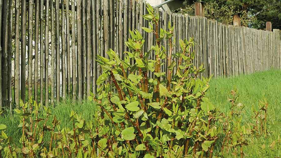 Japanese knotweed in front of fence